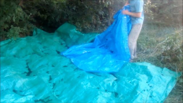 Собирательство. Дикая чёрная тютина (тутовник, шелковица) и её сбор. смотреть онлайн