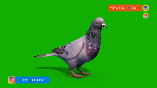 Green Screen Group of Pigeons Eat - 3D Animation PixelBoom смотреть онлайн