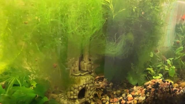 ПОКАЗЫВАЕМ НАШИ АКВАРИУМЫ l ГЛАВНАЯ ОШИБКА АКВАРИУМИСТА В ЖАРУ l Eheim aquastar 54 led, Atman ZGT-6 смотреть онлайн