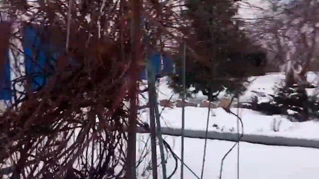 Рысь Даша домашняя. Мне 18 месяцев .На даче не была пол года смотреть онлайн