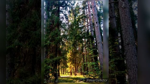 Медитация в пространстве осеннего леса смотреть онлайн