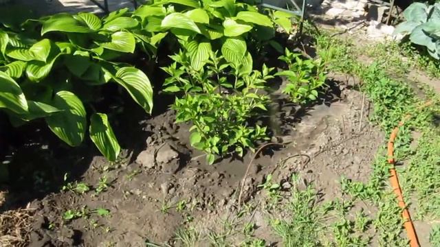 Наша коллекция гортензий через неделю 05.06.2017г. смотреть онлайн