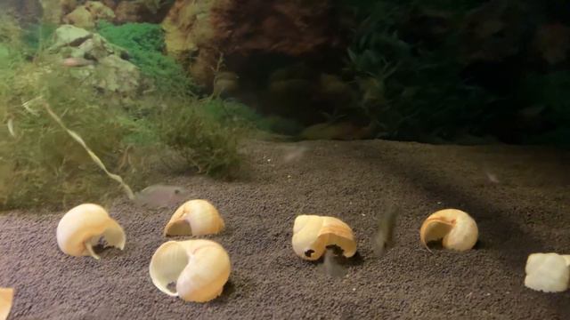 Покупаем молодь / Мальков. Один из советов для покупки Neolamprologus similis. смотреть онлайн