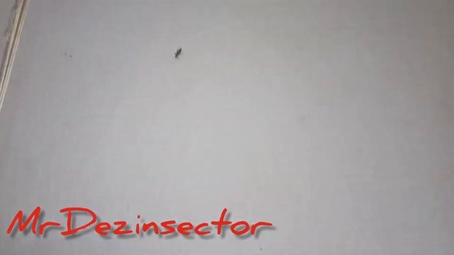 Обработка от тараканов. Неправильная подготовка помещения к обработке... смотреть онлайн