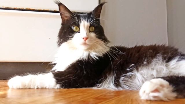 Автор стихотворения Наталья Черных. А в вашем доме есть звери? смотреть онлайн