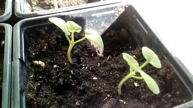 Пеларгония рафаэлла F1 смотреть онлайн