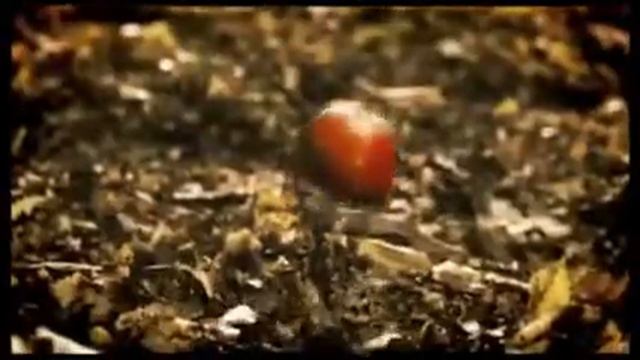 The Vampire Diaries NEW PROMO on Axn Sci Fi Russia HD смотреть онлайн