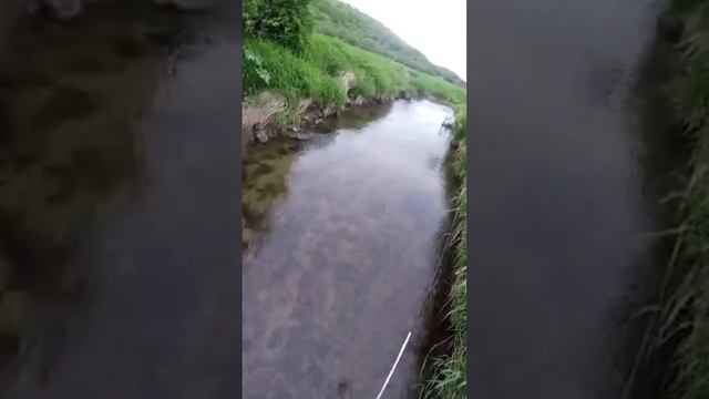 #catchandrelease#shortsfeed#shortsyoutubevideo#fishing#shortsviral#wisconsin#shortsvideo#browntrout смотреть онлайн