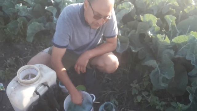 #цветнаякапуста Цвітна капуста, секрети вирощування,борщ на природі. смотреть онлайн