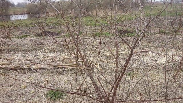 Подвой ВСЛ 2  .