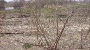 Подвой ВСЛ 2  .