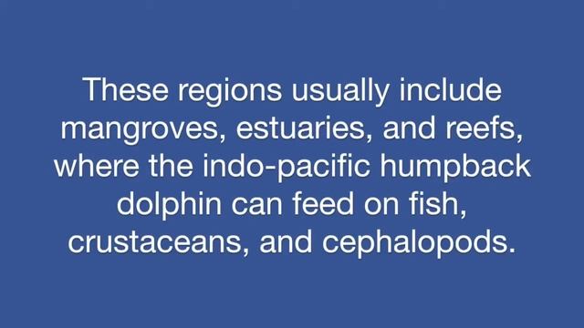 15 Facts About The Indo-Pacific Humpbacked Dolphin