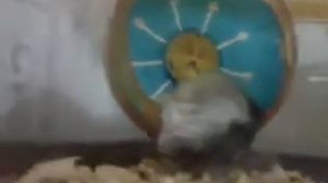 Спят усталые игрушки,книжки спят.