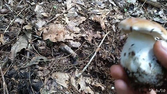 Про картоху и боровички.6.09.2020. смотреть онлайн