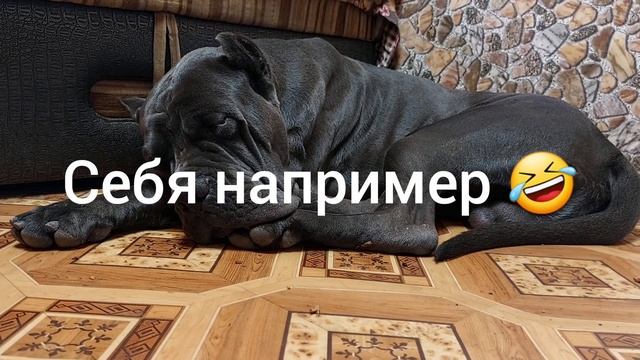 #канекорсо ДРАКИ СОБАК.Как разнять дерущихся собак?дерущиесясобаки смотреть онлайн