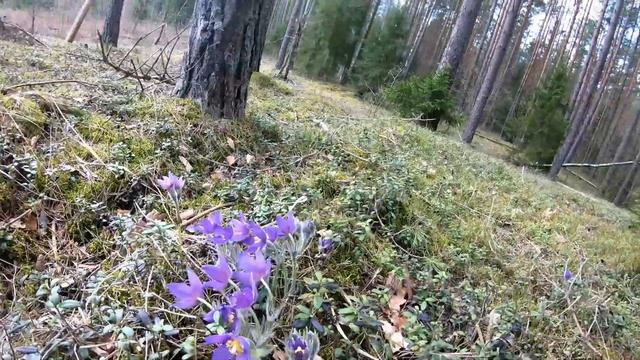 Сон-трава (прострел, ургуй) - коротко о полезных свойствах