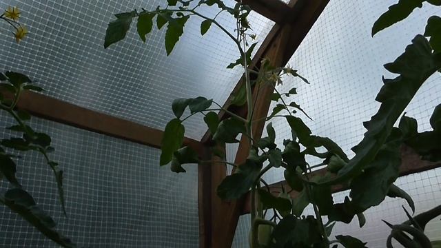 Томат "Золотое руно" смотреть онлайн