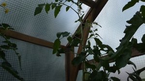 Томат "Золотое руно"