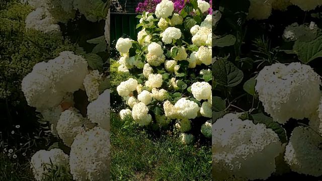 #деревня #лето #дача #красота #природа #ностальгия #цветы смотреть онлайн