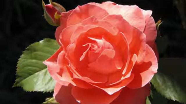my nature photography смотреть онлайн