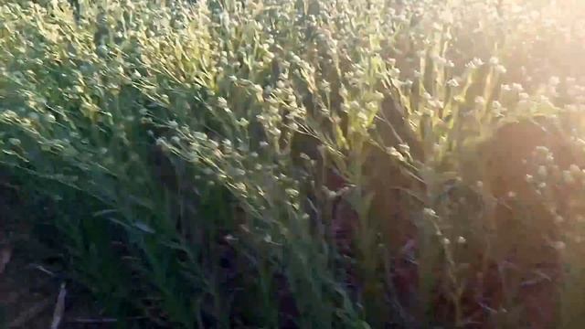 На посеве льна смотреть онлайн