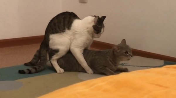 Спаривание кота весной /КОТ НЕ ОЖИДАЛ ТАКОГО ОТ КОШКИ! /Вязка /Кошки /Мяуканье кота при спаривании
