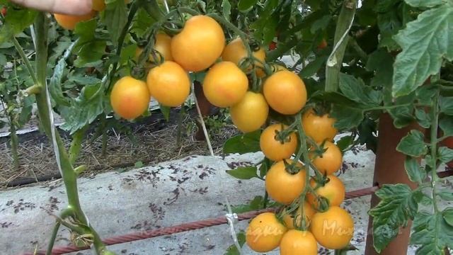АВГУСТ. Начинаем сбор семян. Немного о пересорте смотреть онлайн