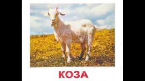 Карточки Домана Домашние животные часть 1