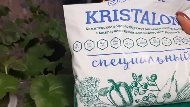 Зимовка пеларгонии в условиях квартиры. На пенек или черенок? Подкармливать или нет? Мой опыт смотреть онлайн