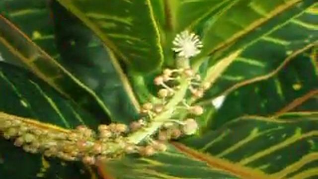 Codiaeum variegatum, with flowers смотреть онлайн