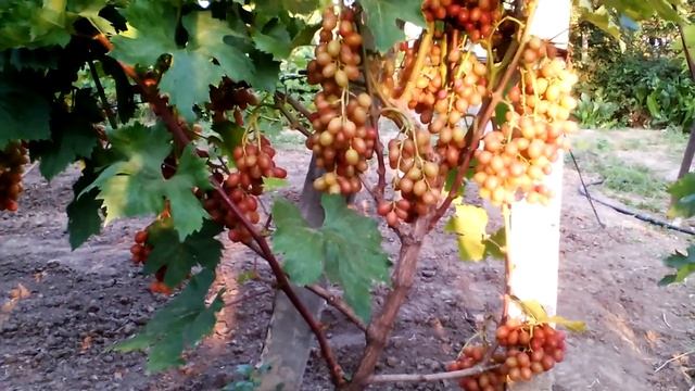 Презентация новой ГФ Гран-при (мускат мускатов)-2019 смотреть онлайн