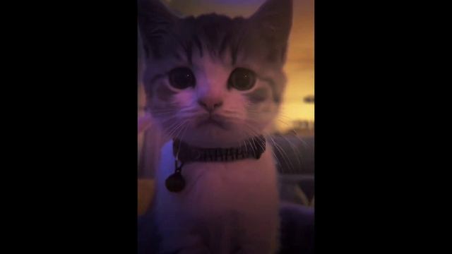 Jjk React To Good Y/n/Реакция Магической битвы на хороших т/и/Haruko_Neunago