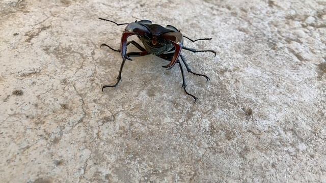 ЖУК ОЛЕНЬ ЗАНЕСЕН В КРАСНУЮ КНИГУ смотреть онлайн