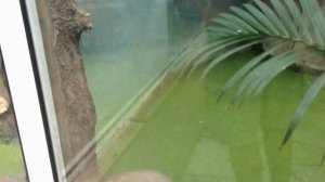 Zoo Warszawa - Варшавский зоопарк 2018