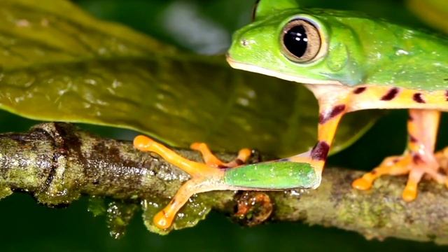 Полосатая древесная лягушка Hylidae. смотреть онлайн