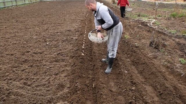 Посадка картошки под плуг сразу в борозды !!! смотреть онлайн