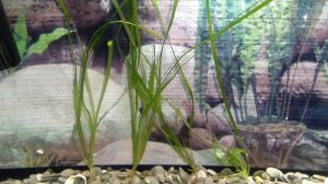 Валлиснерия содержание и уход в аквариуме. Аквариумное растение для начинающих!