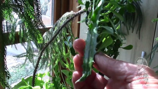 МОЛОЧАЙ ТРЁХГРАННЫЙ. Как укоренить черенок!? смотреть онлайн