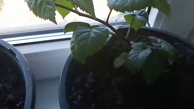 Ожина Блек Джем смотреть онлайн