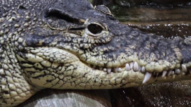 Кубинский крокодил - Ялтинский крокодиляриум.