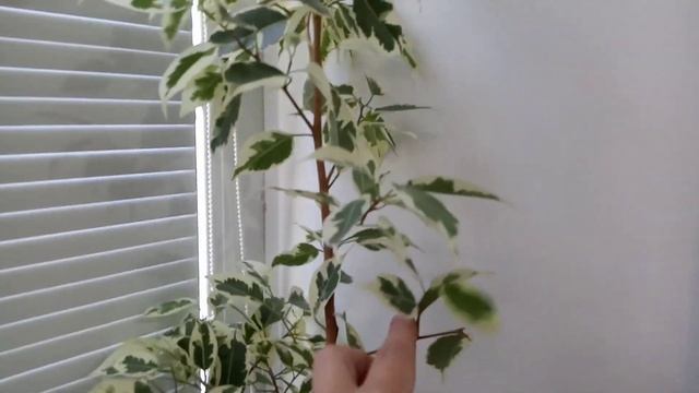 Комнатные Растения. Гиганты И Не Только смотреть онлайн