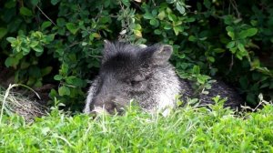 Травоядные животные для детей. Кто ест траву, познавательное видео, часть 3.