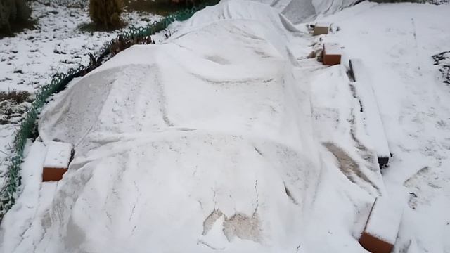 Мои розы зимой. Почему я не окучиваю ... смотреть онлайн
