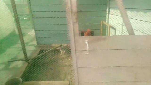 Новое место для цесарок. смотреть онлайн