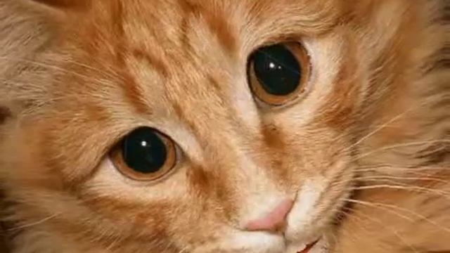 Кот, говорящий по английски. смотреть онлайн