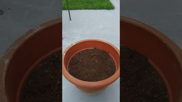 How to plant Rosemary from seeds Rosmarinus officinalis Day 0 planting смотреть онлайн