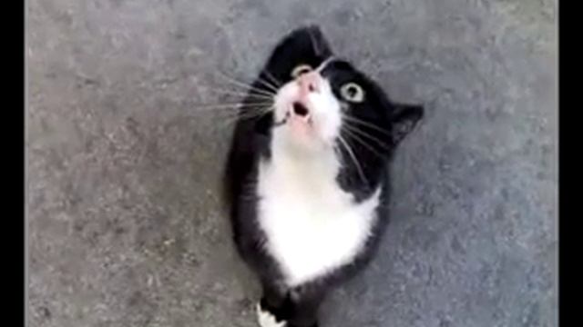 Котэ даёт сигнал пришельцам! 240 смотреть онлайн