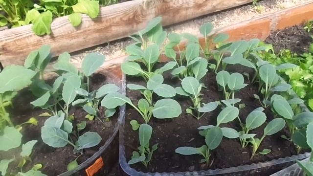 Как вырастить хорошую рассаду капусты. смотреть онлайн