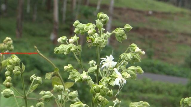 Clerodendrum viscosum Vent. / Clerodendrum infortunatum / Volkameria infortunata Roxb. смотреть онлайн