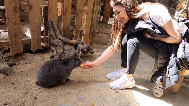 Поездка в Гёрлиц. Зоопарк в Гёрлиц. Görlitz. Görlitz Zoo. Что посмотреть в Гёрлиц. смотреть онлайн
